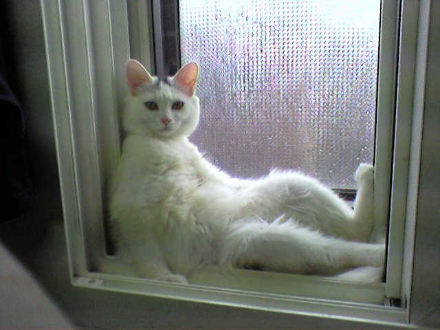 섹시한 고양이