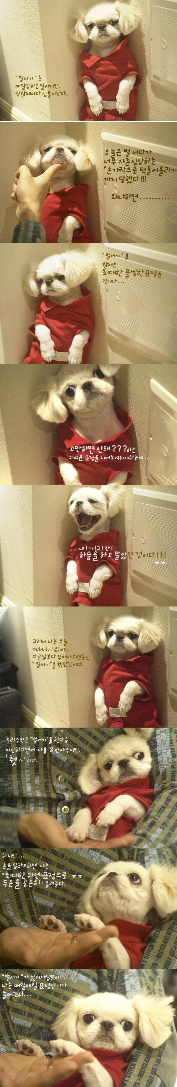 귀여운 강아지의 마음.